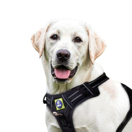 JOYBOX Dog Harness For Medium-Sized Dogs,3M Night Reflective Dog Belt-No Pull Pet Harness Provides Ultimate Comfort & Support For Your Pet- Adjustable Dog Belt For Medium Dogs For Daily Walks,,Black